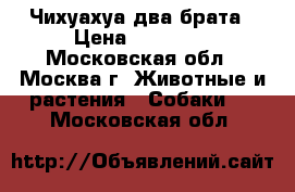 Чихуахуа два брата › Цена ­ 12 000 - Московская обл., Москва г. Животные и растения » Собаки   . Московская обл.
